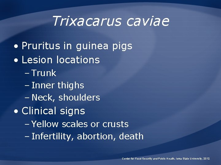 Trixacarus caviae • Pruritus in guinea pigs • Lesion locations – Trunk – Inner