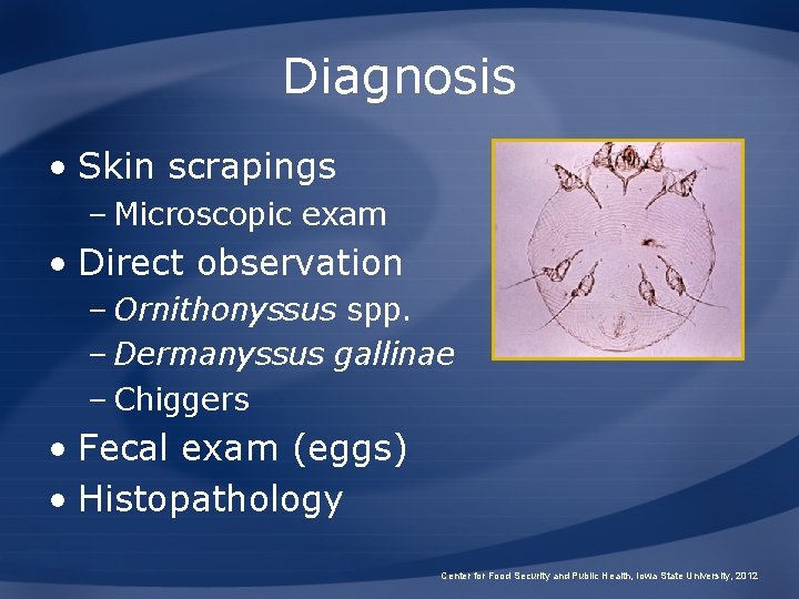 Diagnosis • Skin scrapings – Microscopic exam • Direct observation – Ornithonyssus spp. –