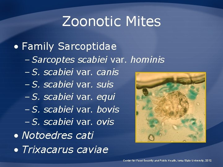 Zoonotic Mites • Family Sarcoptidae – Sarcoptes scabiei var. hominis – S. scabiei var.