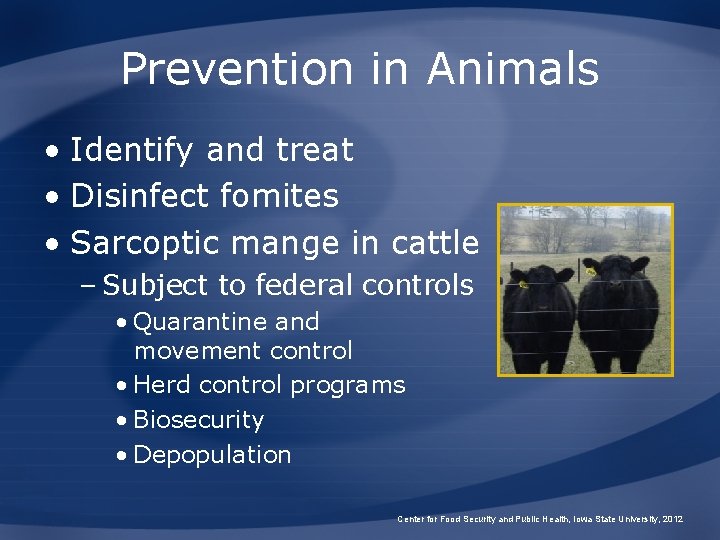 Prevention in Animals • Identify and treat • Disinfect fomites • Sarcoptic mange in