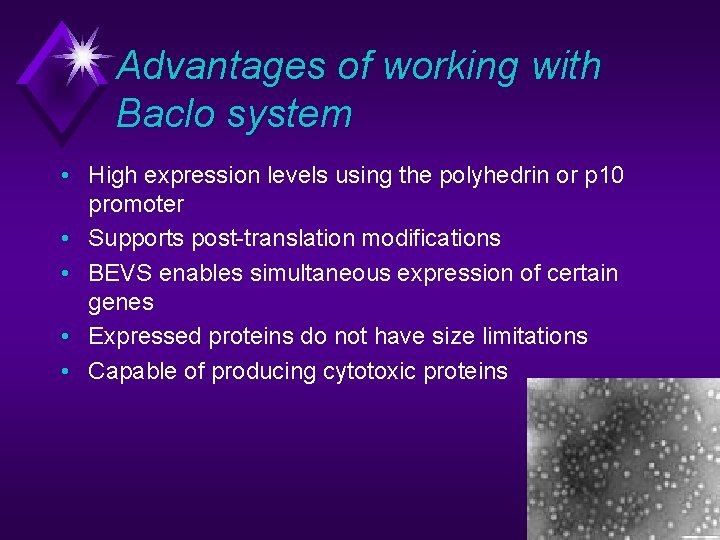 Advantages of working with Baclo system • High expression levels using the polyhedrin or