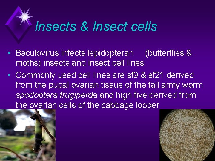 Insects & Insect cells • Baculovirus infects lepidopteran (butterflies & moths) insects and insect