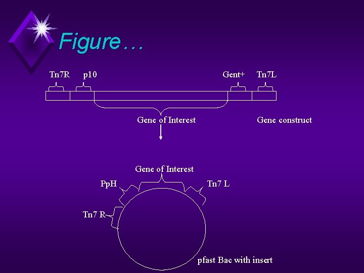 Figure… Tn 7 R p 10 Gent+ Gene of Interest Tn 7 L Gene
