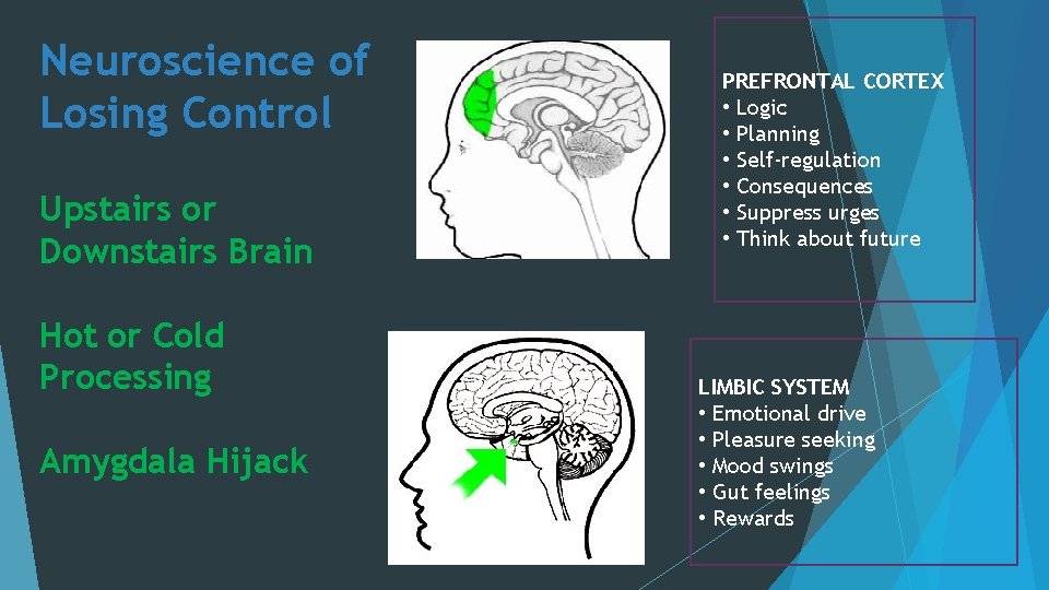 Neuroscience of Losing Control Upstairs or Downstairs Brain Hot or Cold Processing Amygdala Hijack