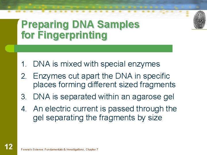 Preparing DNA Samples for Fingerprinting 1. DNA is mixed with special enzymes 2. Enzymes