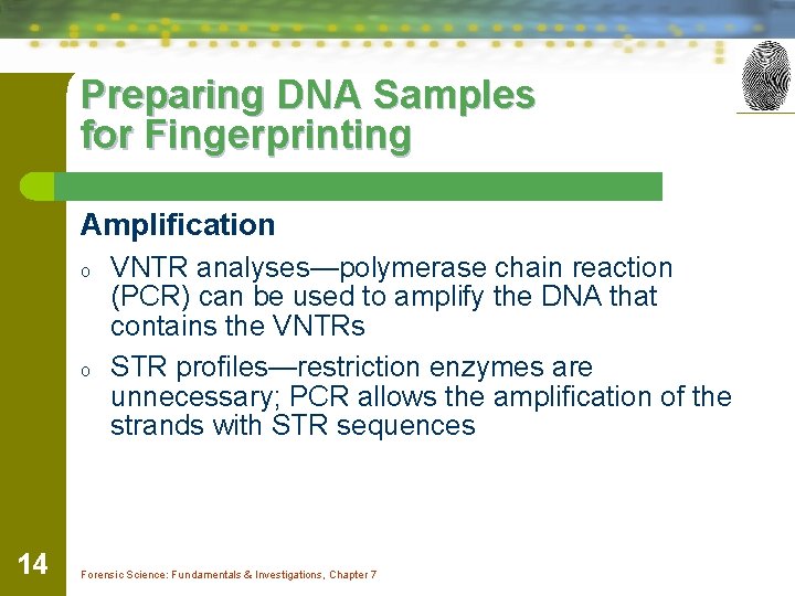 Preparing DNA Samples for Fingerprinting Amplification o o 14 VNTR analyses—polymerase chain reaction (PCR)