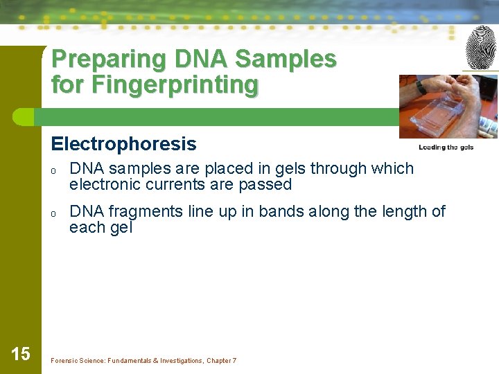 Preparing DNA Samples for Fingerprinting Electrophoresis o o 15 DNA samples are placed in