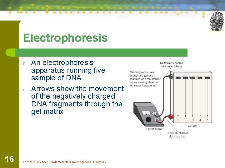 Electrophoresis o o 16 An electrophoresis apparatus running five sample of DNA Arrows show