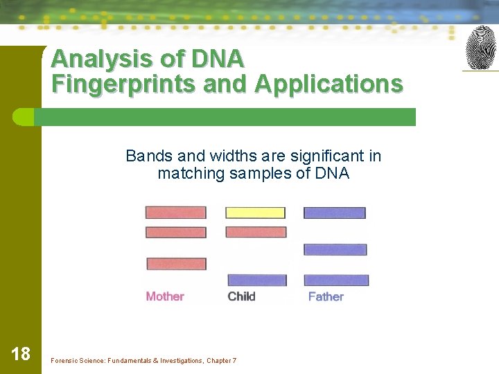Analysis of DNA Fingerprints and Applications Bands and widths are significant in matching samples