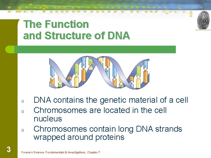 The Function and Structure of DNA o o o 3 DNA contains the genetic