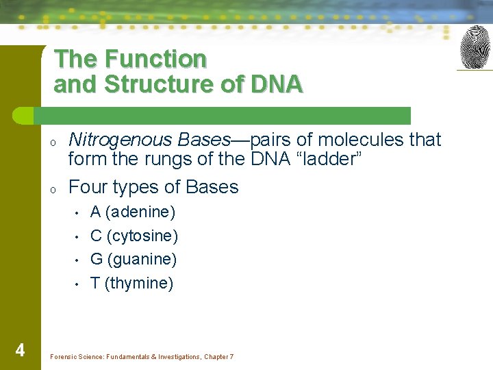 The Function and Structure of DNA o o Nitrogenous Bases—pairs of molecules that form