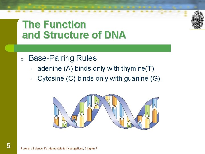 The Function and Structure of DNA o Base-Pairing Rules • • 5 adenine (A)