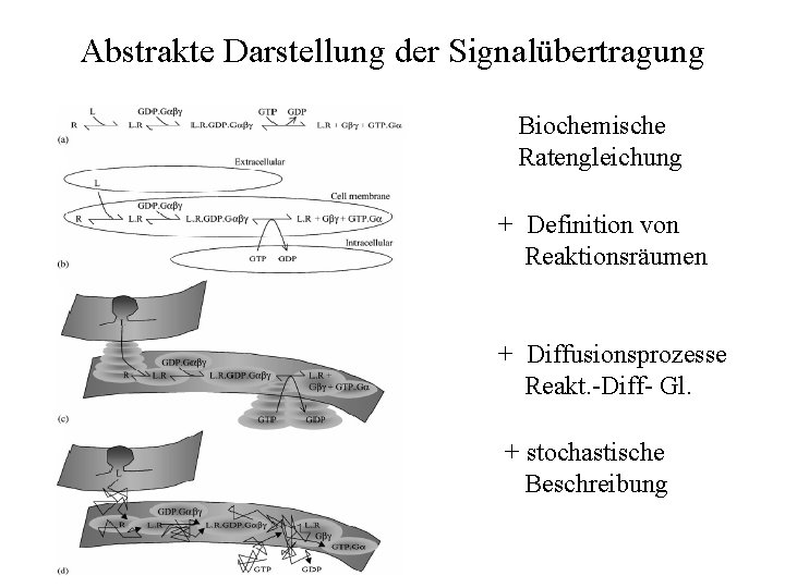 Abstrakte Darstellung der Signalübertragung Biochemische Ratengleichung + Definition von Reaktionsräumen + Diffusionsprozesse Reakt. -Diff-