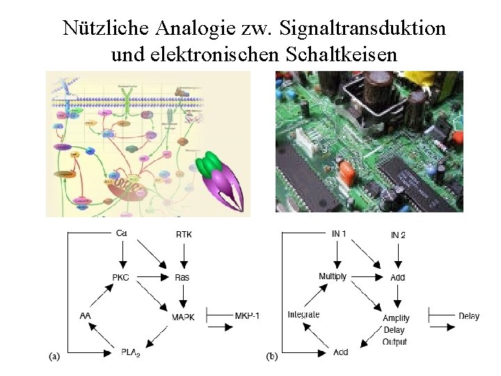 Nützliche Analogie zw. Signaltransduktion und elektronischen Schaltkeisen 