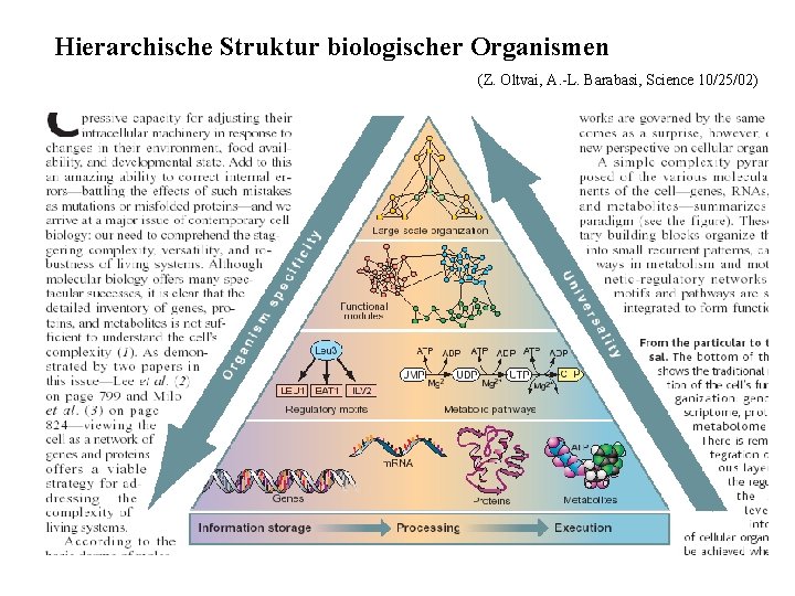 Hierarchische Struktur biologischer Organismen (Z. Oltvai, A. -L. Barabasi, Science 10/25/02) 