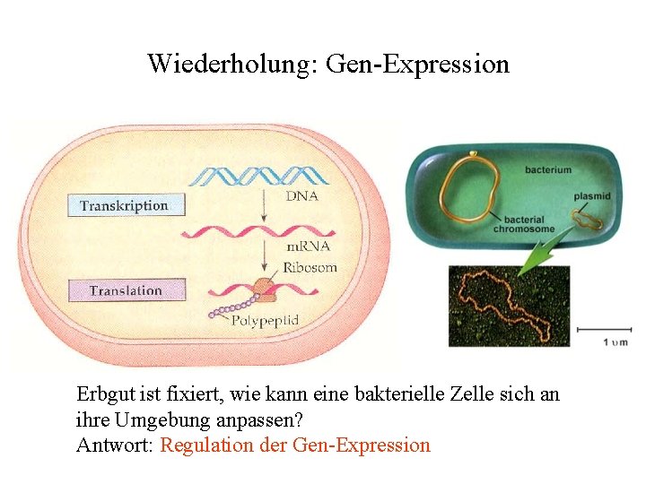 Wiederholung: Gen-Expression Erbgut ist fixiert, wie kann eine bakterielle Zelle sich an ihre Umgebung