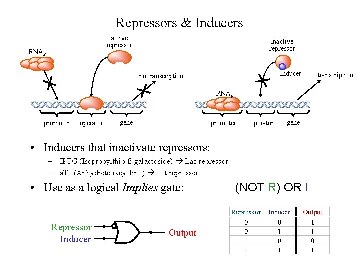 Repressors & Inducers active repressor RNAP inactive repressor inducer no transcription RNAP promoter operator