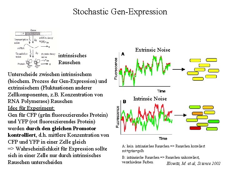Stochastic Gen-Expression intrinsisches Rauschen Unterscheide zwischen intrinsischem (biochem. Prozess der Gen-Expression) und extrinsischem (Fluktuationen