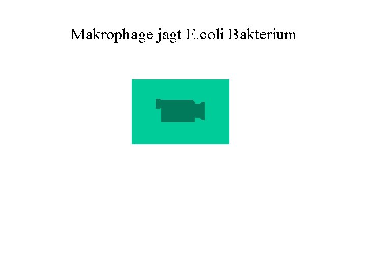 Makrophage jagt E. coli Bakterium 