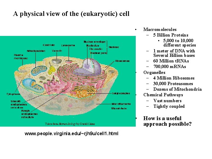A physical view of the (eukaryotic) cell • • www. people. virginia. edu/~rjh 9