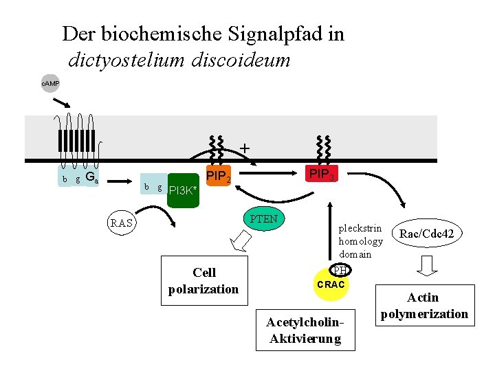 Der biochemische Signalpfad in dictyostelium discoideum c. AMP + b g Ga b g