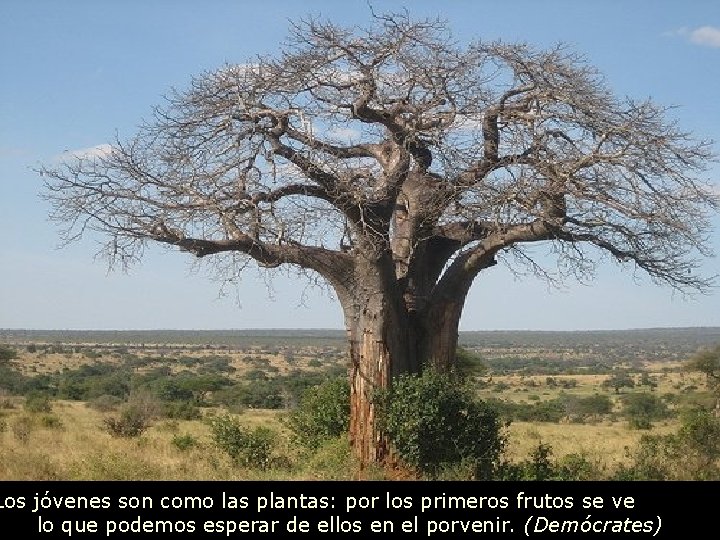 Los jóvenes son como las plantas: por los primeros frutos se ve lo que