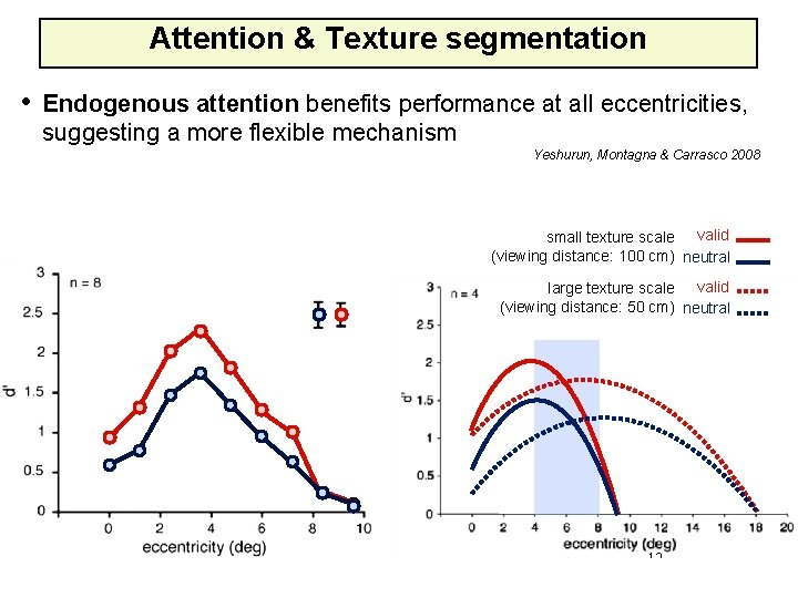 Attention & Texture segmentation • Endogenous attention benefits performance at all eccentricities, suggesting a
