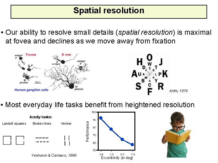 Spatial resolution • Our ability to resolve small details (spatial resolution) is maximal at