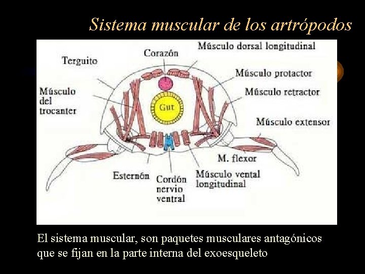 Sistema muscular de los artrópodos El sistema muscular, son paquetes musculares antagónicos que se