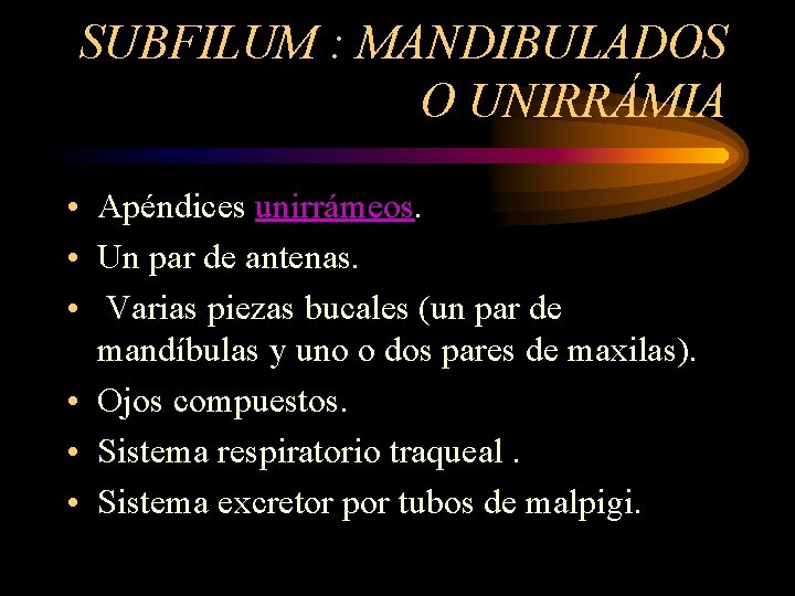 SUBFILUM : MANDIBULADOS O UNIRRÁMIA • Apéndices unirrámeos. • Un par de antenas. •