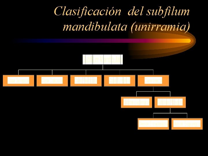Clasificación del subfilum mandibulata (unirramia) 