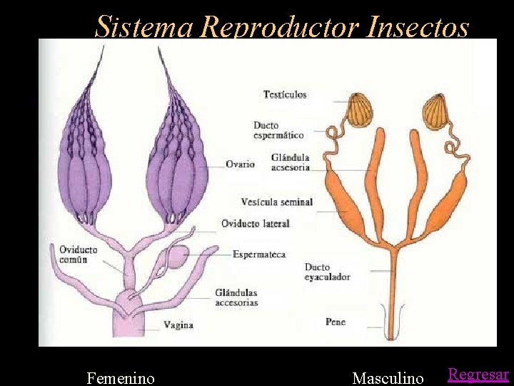 Sistema Reproductor Insectos Femenino Masculino Regresar 