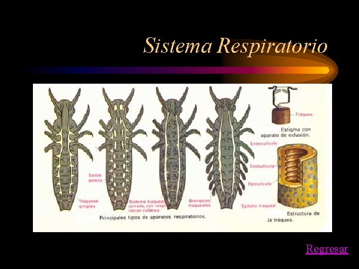 Sistema Respiratorio Regresar 