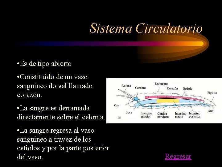 Sistema Circulatorio • Es de tipo abierto • Constituido de un vaso sanguineo dorsal