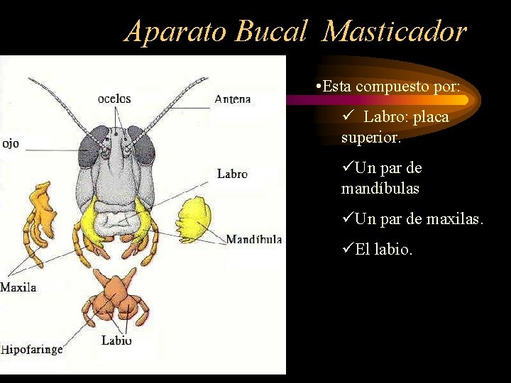 Aparato Bucal Masticador • Esta compuesto por: ü Labro: placa superior. üUn par de