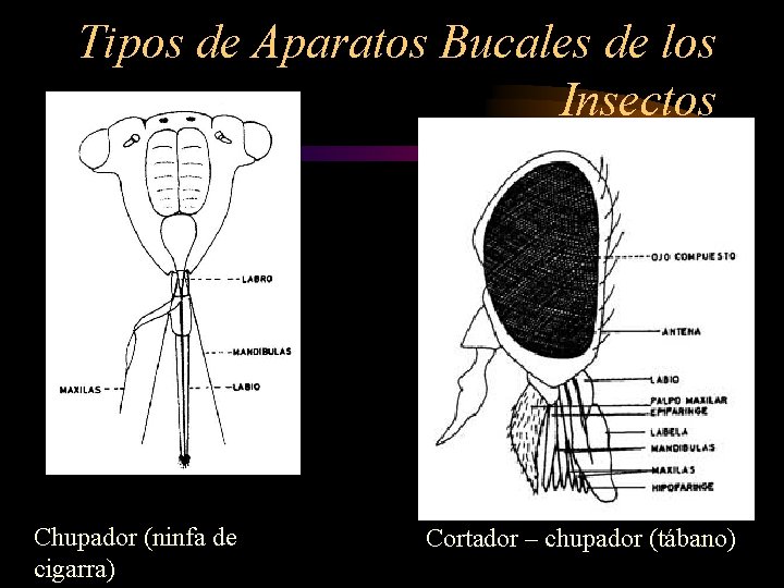 Tipos de Aparatos Bucales de los Insectos Chupador (ninfa de cigarra) Cortador – chupador