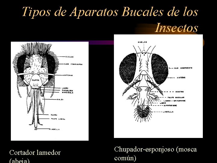 Tipos de Aparatos Bucales de los Insectos Cortador lamedor Chupador-esponjoso (mosca común) 
