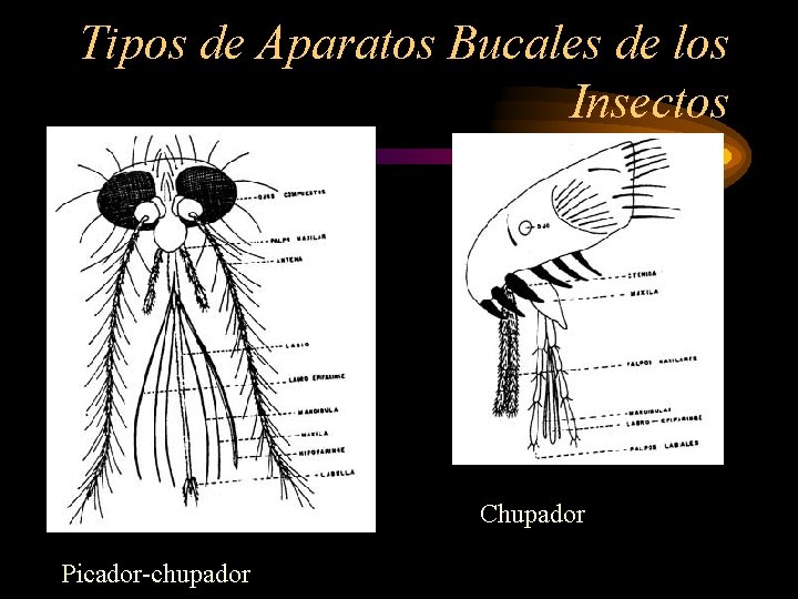 Tipos de Aparatos Bucales de los Insectos Chupador Picador-chupador 