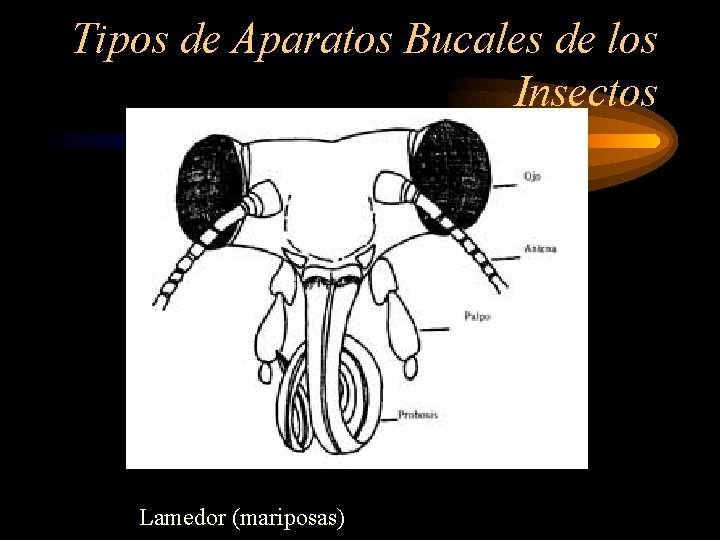 Tipos de Aparatos Bucales de los Insectos Lamedor (mariposas) 
