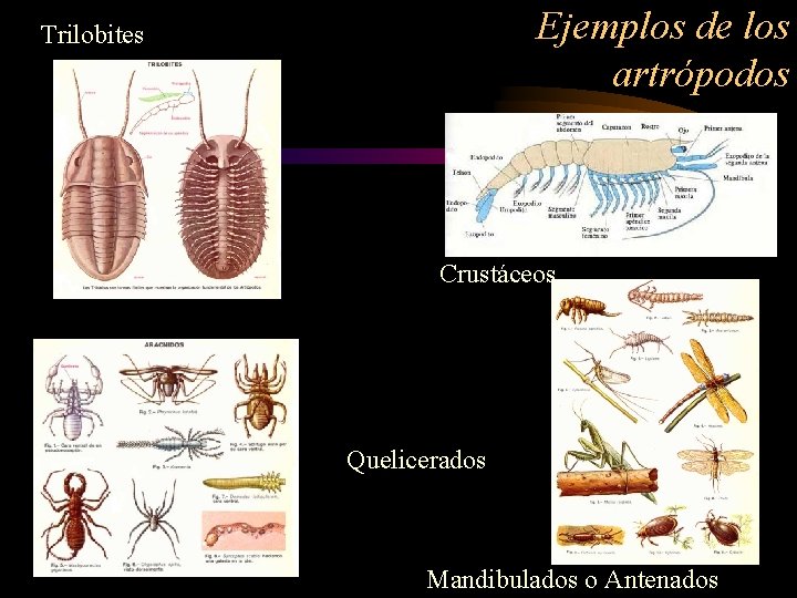 Ejemplos de los artrópodos Trilobites Crustáceos Quelicerados Mandibulados o Antenados 