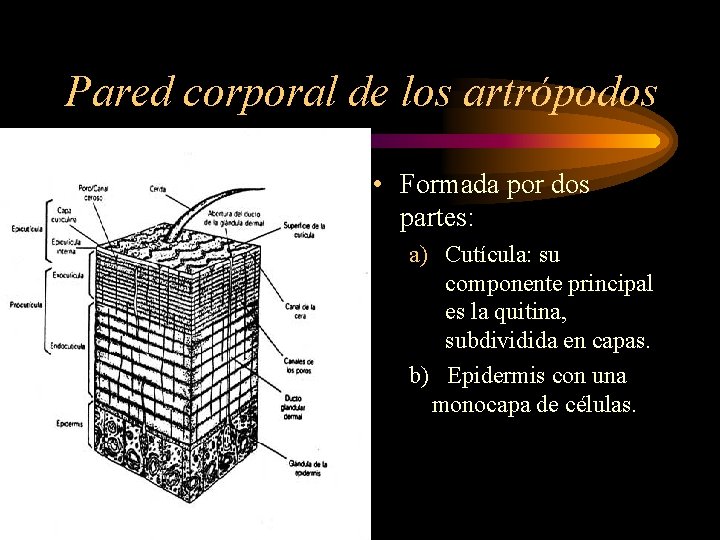 Pared corporal de los artrópodos • Formada por dos partes: a) Cutícula: su componente