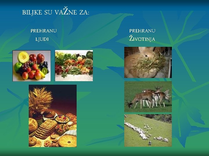 BILJKE SU VAŽNE ZA: PREHRANU LJUDI PREHRANU ŽIVOTINJA 