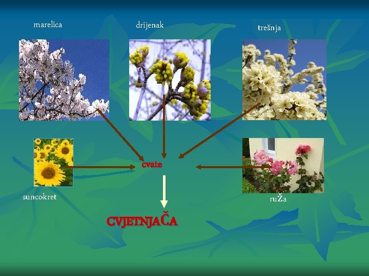 marelica drijenak trešnja cvate suncokret ruža CVJETNJAČA 