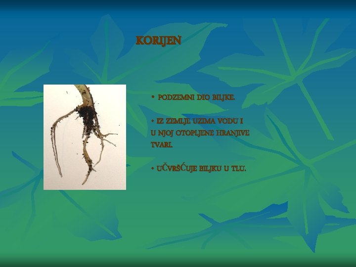 KORIJEN • PODZEMNI DIO BILJKE. • IZ ZEMLJE UZIMA VODU I U NJOJ OTOPLJENE