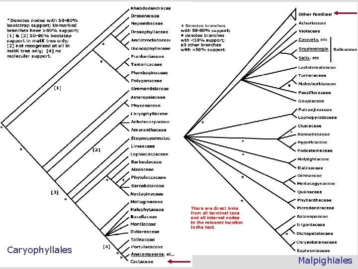 Caryophyllales Malpighiales 