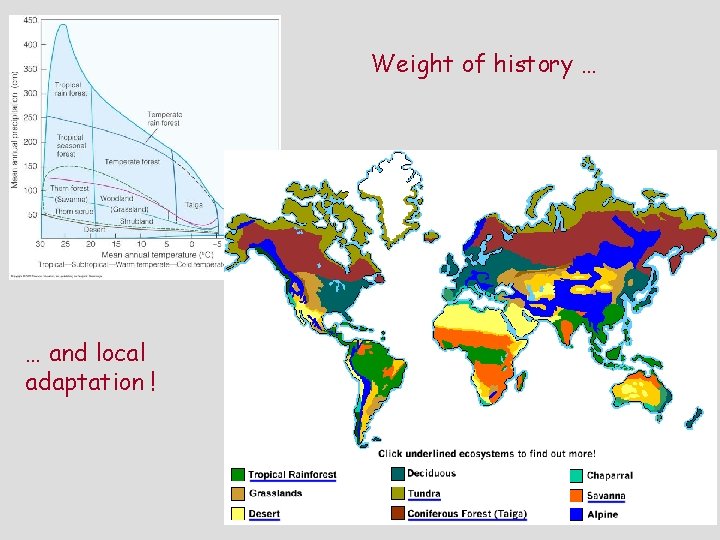 Weight of history … … and local adaptation ! 