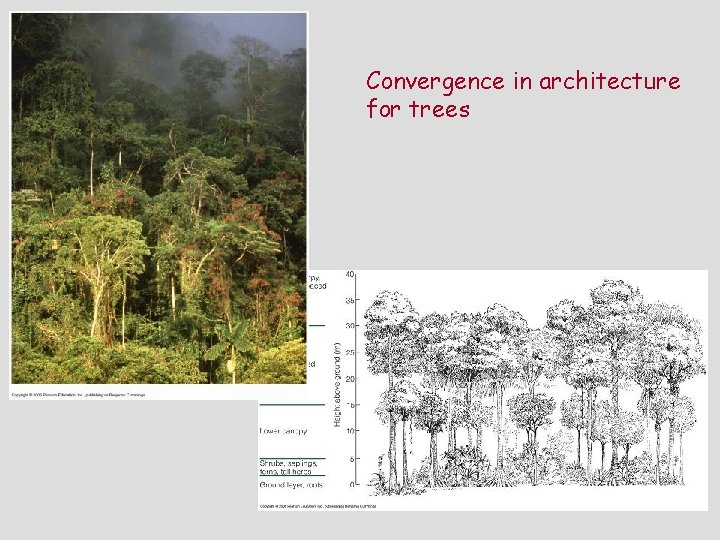 Convergence in architecture for trees 