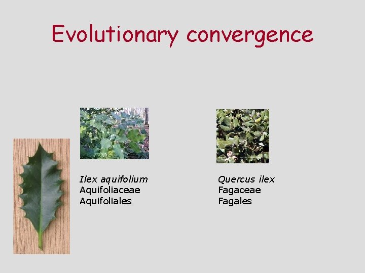 Evolutionary convergence Ilex aquifolium Aquifoliaceae Aquifoliales Quercus ilex Fagaceae Fagales 