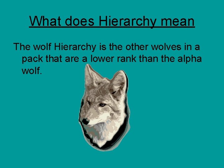 What does Hierarchy mean The wolf Hierarchy is the other wolves in a pack
