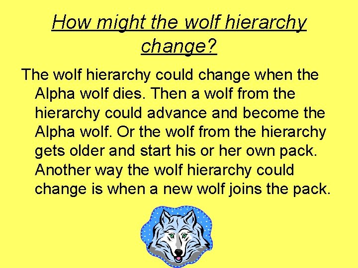 How might the wolf hierarchy change? The wolf hierarchy could change when the Alpha